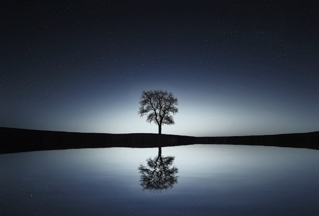 Black Tree Near Body of Water