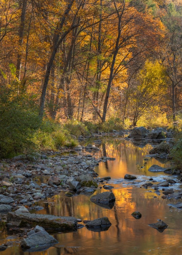 A stream running through a forest filled with lots of trees