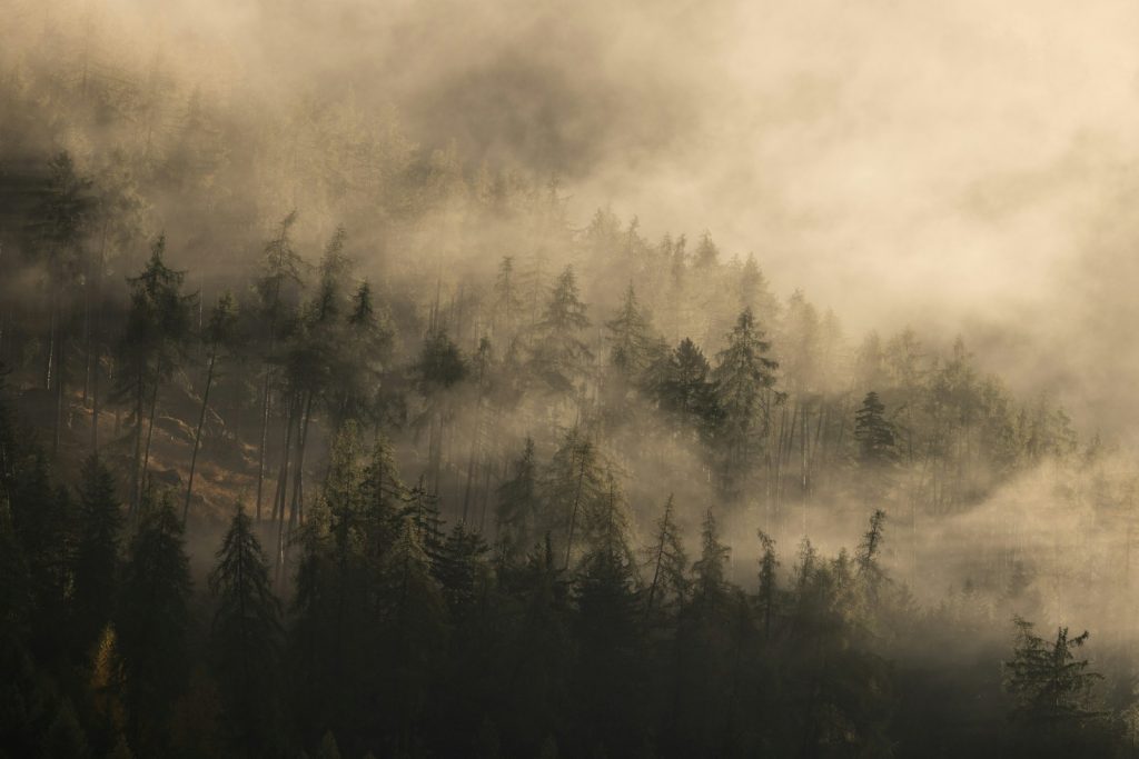 A foggy forest with trees in the foreground