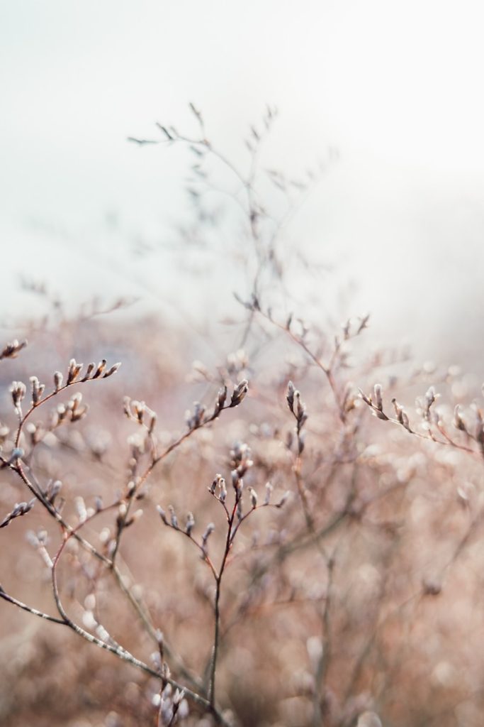 A blurry photo of a plant with a sky in the background